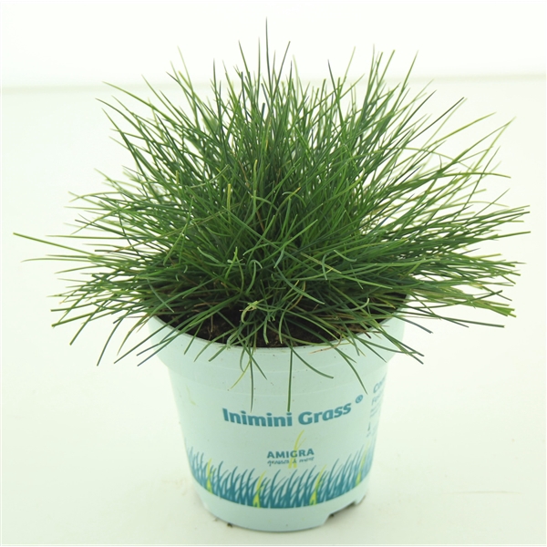 <h4>Festuca glauca CompactA Blue®</h4>