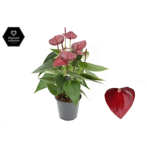 Anthurium 12 cm Embracio in transparant sleeve