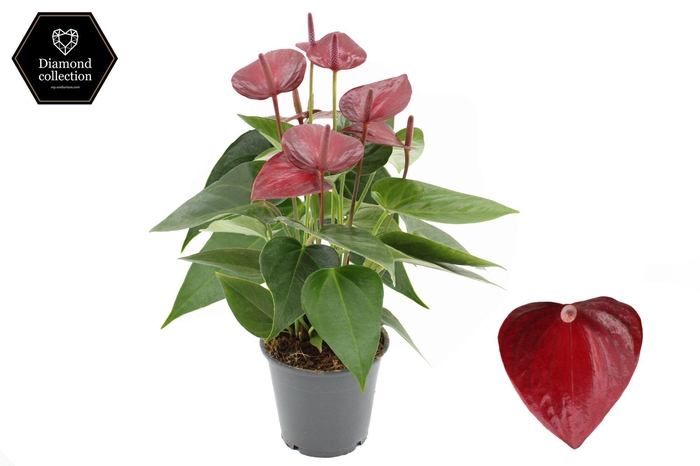 <h4>Anthurium 12 cm Embracio in transparant sleeve</h4>