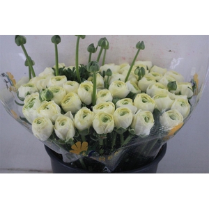 Ran Cloni Sup Commedia