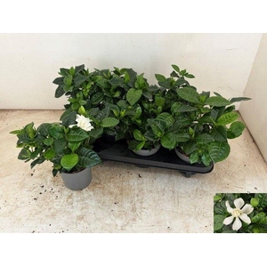 GARDENIA JASMINOIDES