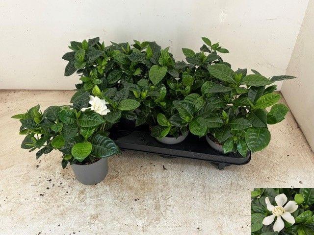<h4>GARDENIA JASMINOIDES</h4>