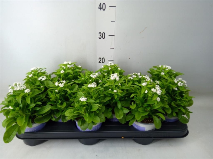 <h4>Myosotis sylv. 'Mon Amie White'</h4>