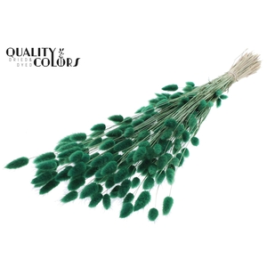 Lagurus Premium per bunch Green
