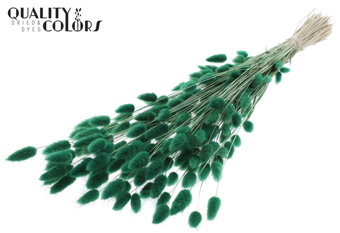 Lagurus Premium per bunch Green