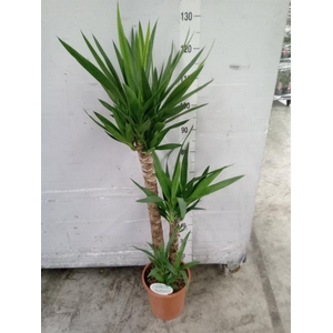 Yucca   ...