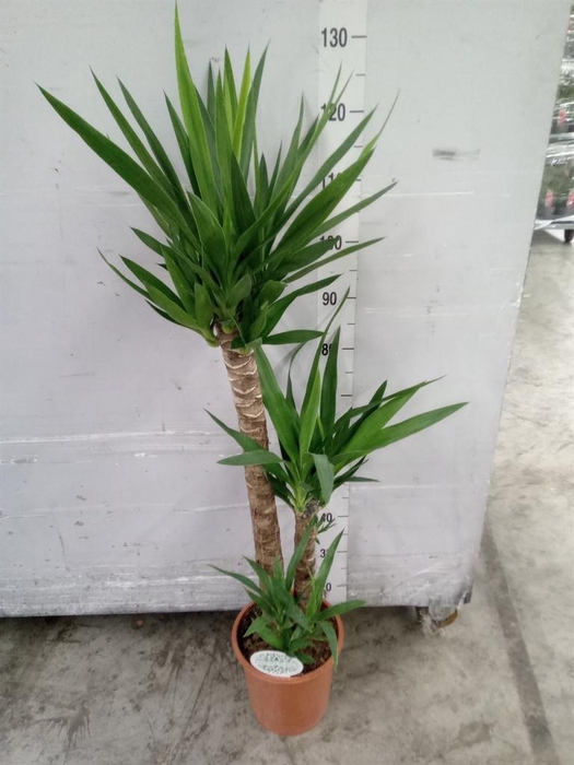 <h4>Yucca   ...</h4>