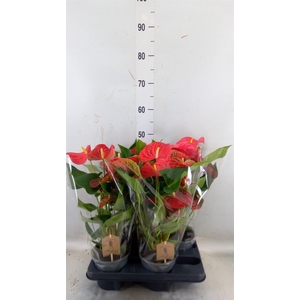 Anthurium andr. 'Casparo'