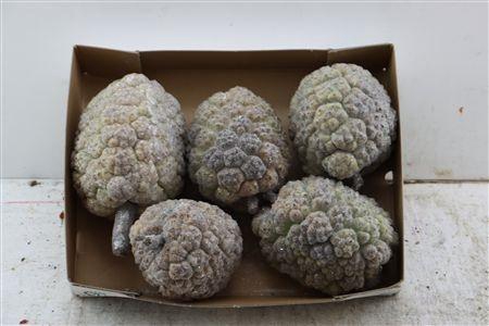 <h4>DENNENAPPEL H% ST</h4>