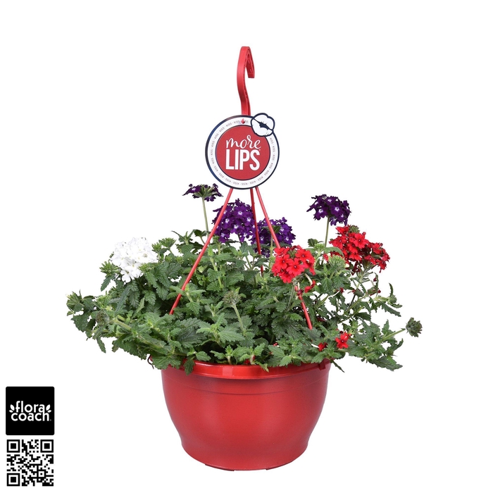 <h4>MoreLIPS® Verbena 'Trixi Belle Epoque'</h4>