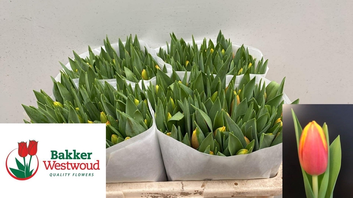 <h4>TU EN DOW JONES</h4>