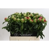 Paeonia Coral Sunset