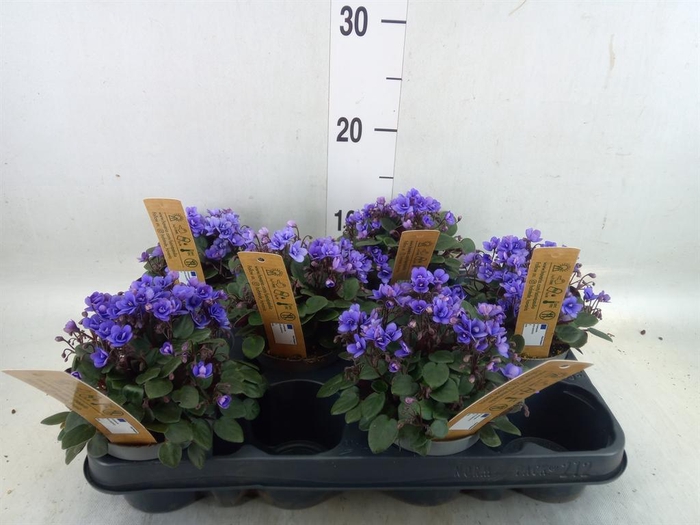 <h4>Saintpaulia   ...</h4>