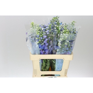 Delph El Guardian Blue