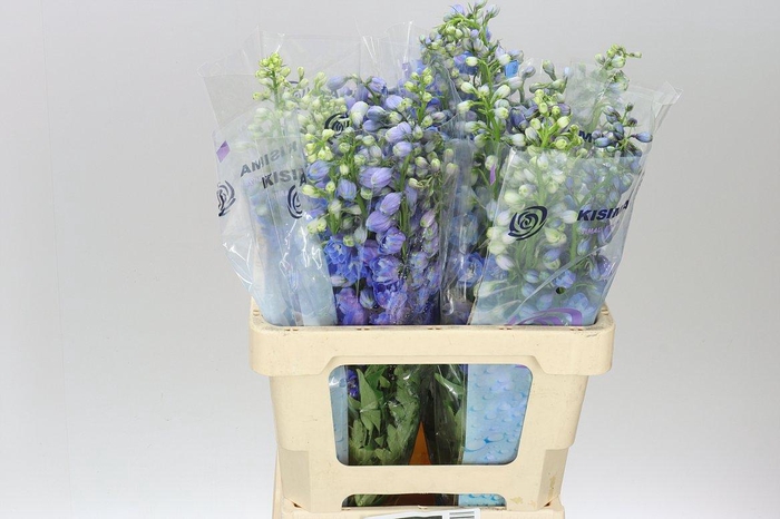 <h4>Delph El Guardian Blue</h4>