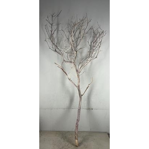 Manzanita Sandblasted 180cm