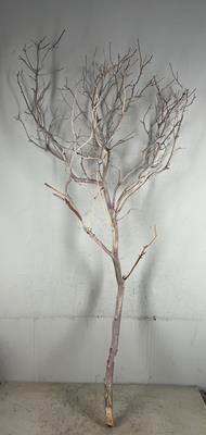 <h4>Manzanita Sandblasted 180cm</h4>