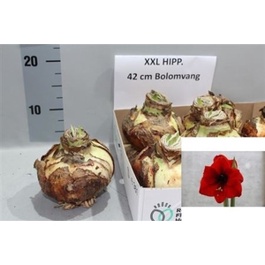 Bloembol Hippeastrum Red