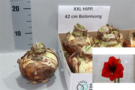 <h4>arr8 Bloembol Hippeastrum Red</h4>