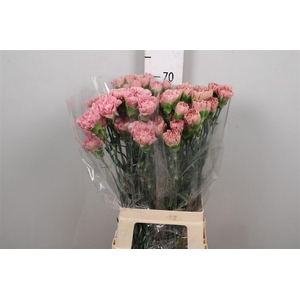 Di St Lege Pink