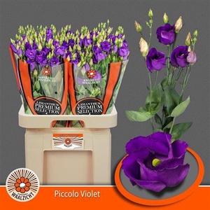 Eus E Picco Violet