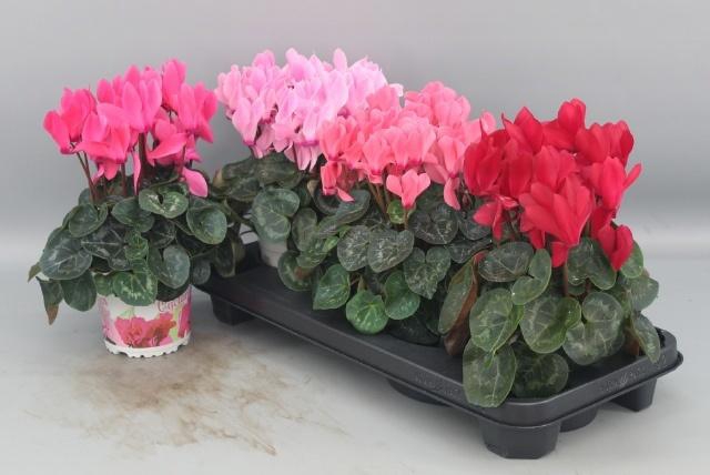 <h4>CYCL GR SUP XL</h4>