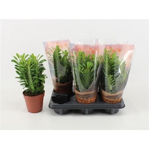 Euphorbia trigona