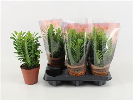 <h4>Euphorbia trigona</h4>