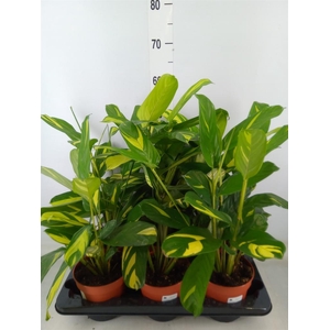 Ctenanthe pilosa 'Mosaic'