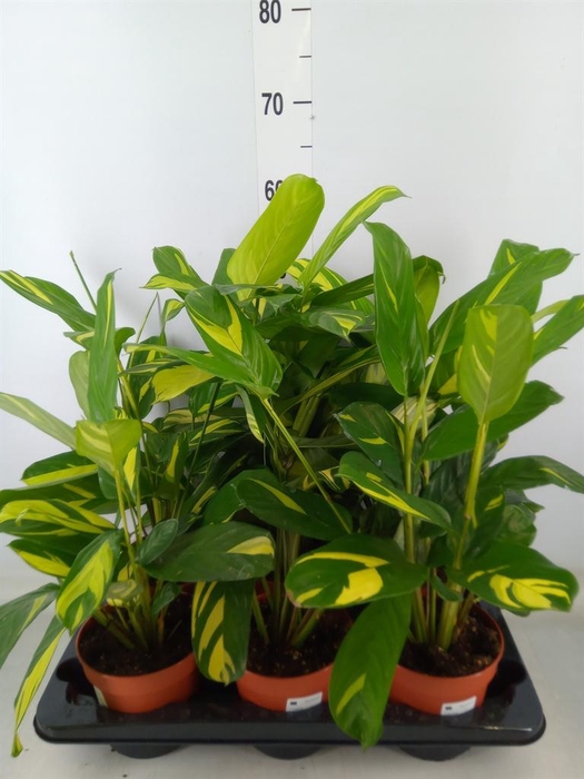 <h4>Ctenanthe pilosa 'Mosaic'</h4>