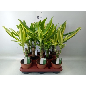Dracaena frag.   ...mix 3