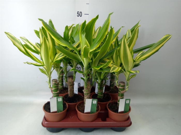 <h4>Dracaena frag.   ...mix 3</h4>