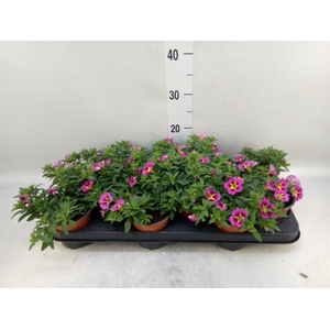 Calibrachoa  'Minifam Cherry Pink'
