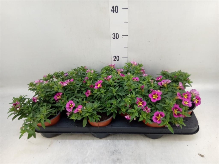 <h4>Calibrachoa  'Minifam Cherry Pink'</h4>