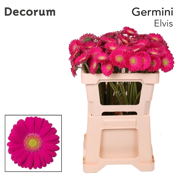 <h4>GE MI ELVIS Emmer X80</h4>