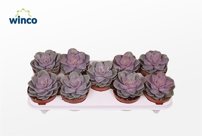 <h4>Echeveria Pearl Von Neurenberg</h4>