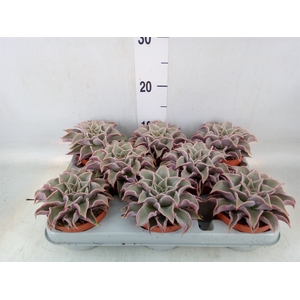 Echeveria   ...