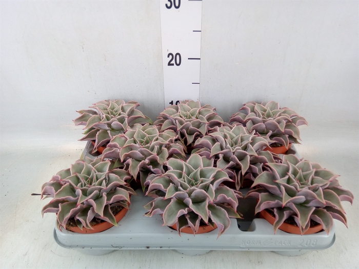 <h4>Echeveria   ...</h4>