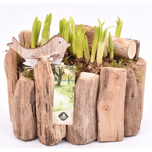 Druivenhout ovaal 21x14.5cm