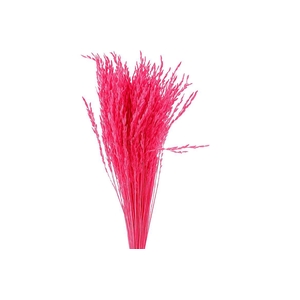 Dried Artz Rice Grass Rembrandt Bunch