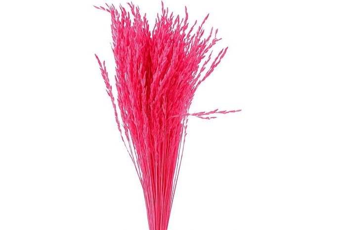 <h4>Dried Artz Rice Grass Rembrandt Bunch</h4>