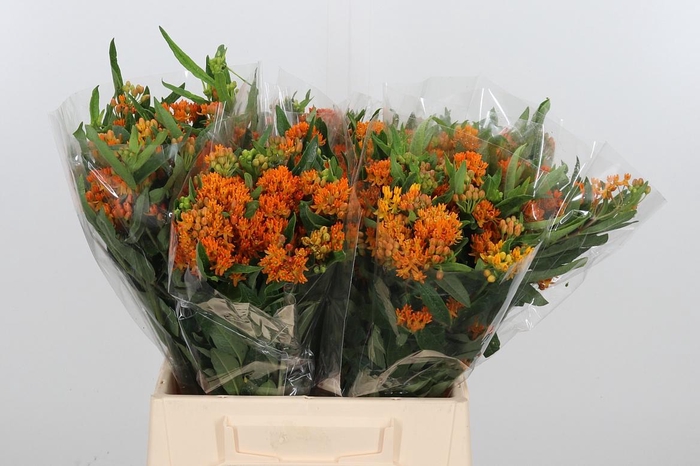 <h4>Asclepias Tuberosa</h4>