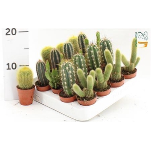 Cactus Gem