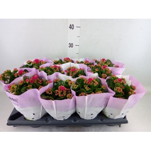 Kalanchoe blos.   ..rosebud