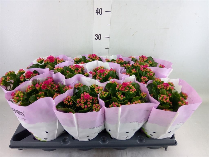 <h4>Kalanchoe blos. ..rosebud</h4>