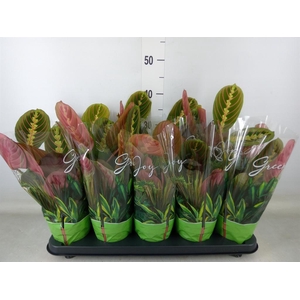 Maranta leuc. 'Fascinator'