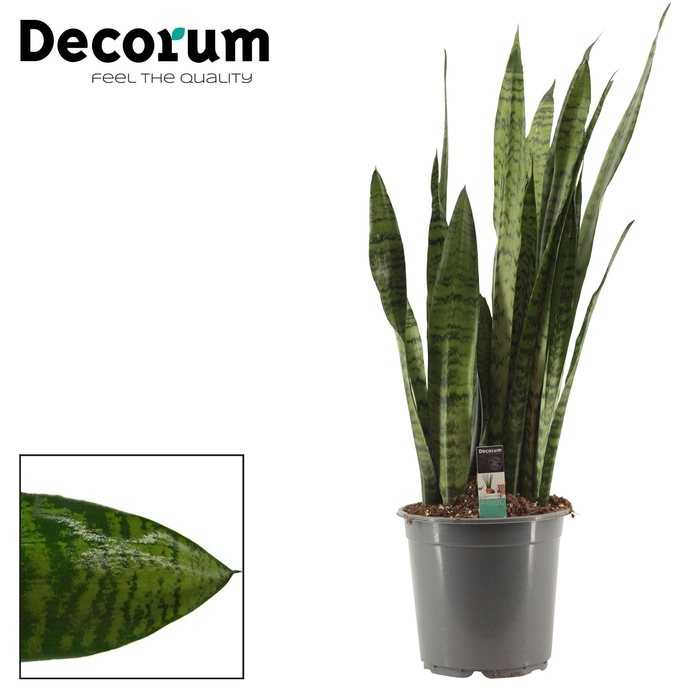 <h4>Sansevieria Zeylanica Regular 21 cm (Decorum)</h4>