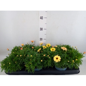 Argyranthemum  'Madeira Crest Merl'