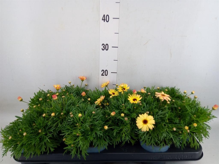 <h4>Argyranthemum  'Madeira Crest Merl'</h4>