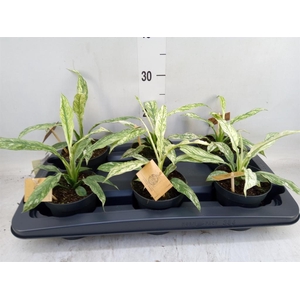 Spathiphyllum  'Vivaldi'